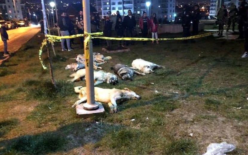 Ankara’da Korkunç Vahşet