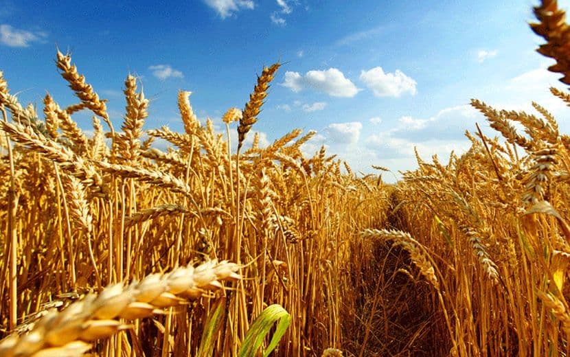 Türkiye Tarımda da Dışa Bağımlı