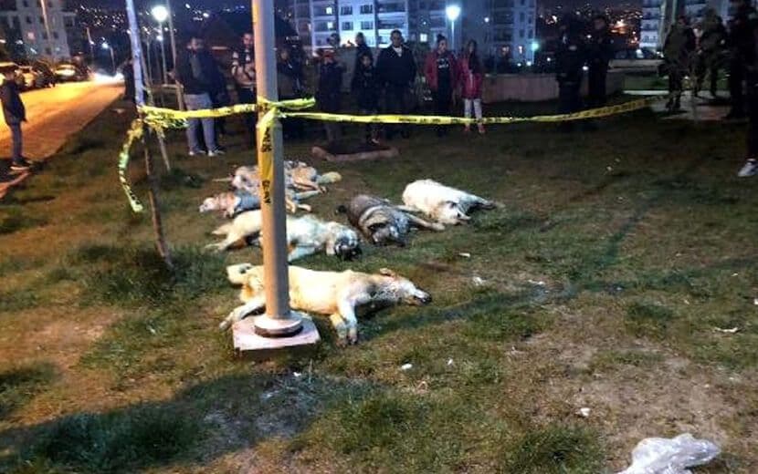 Ankara’da Korkunç Vahşet