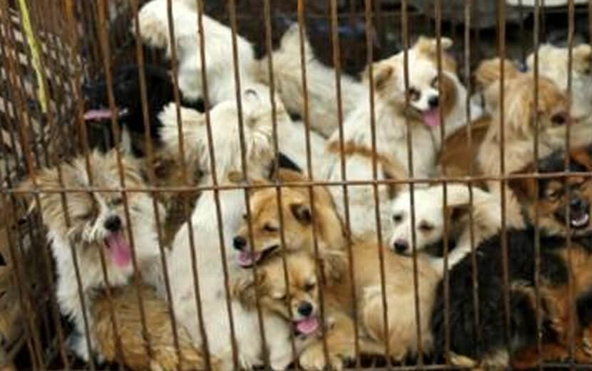 Putperest Çin Hala Kedi Köpek Eti Tüketiyor