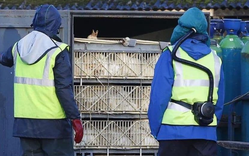 Fransa’da Kuş Gribi Alarmı!