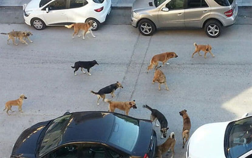 “Hayvan Sevgisi Maskesiyle İnsanlara Zulmediyorlar”