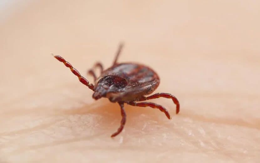 ABD Keneleri Biyolojik Silah Olarak Kullanıyor Mu?