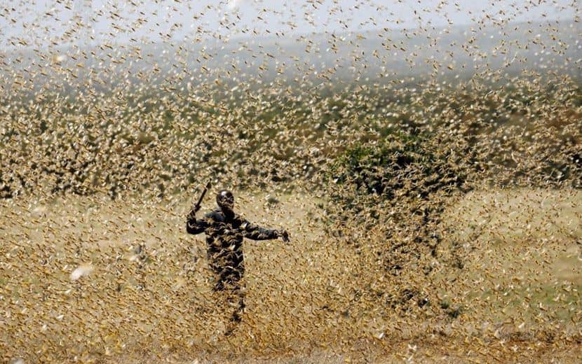 Afrika İçin Çekirge İstilası Alarmı!