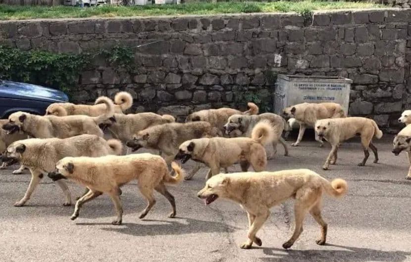 AK Parti’den Başıboş Köpek Sorununa İngiltere Modeli Çözüm