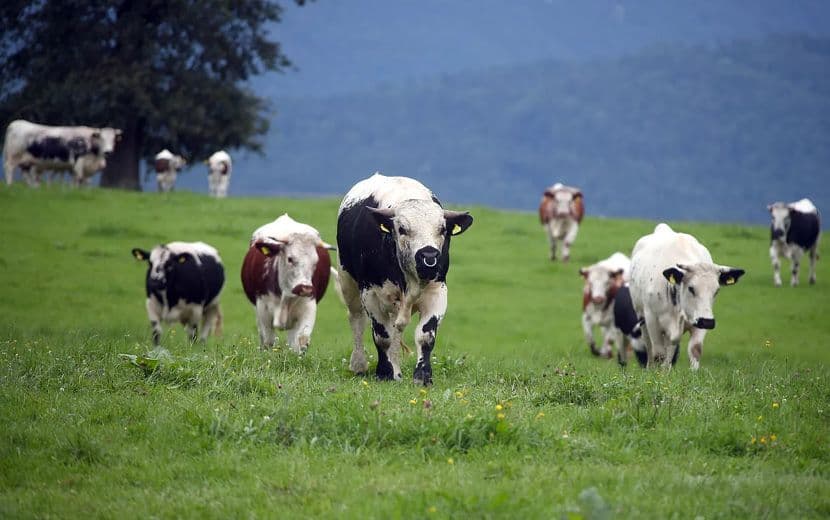 İrlanda'da “İklim Değişikliğiyle Mücadele” Bahanesiyle 200 Bin Sığır İtlaf Edilecek