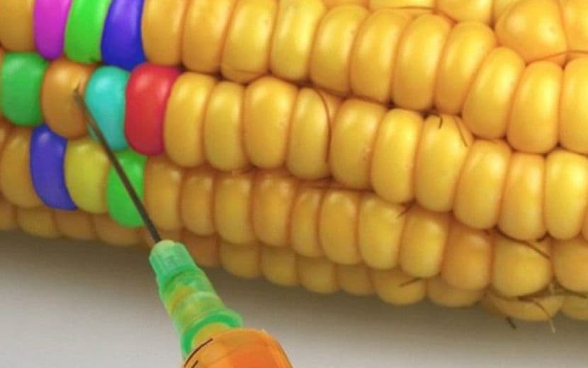 Tarım Bakanlığı, GDO’lu Mısırın Kullanımına Onay Verdi